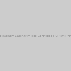 Image of Recombinant Saccharomyces Cerevisiae HSP104 Protein